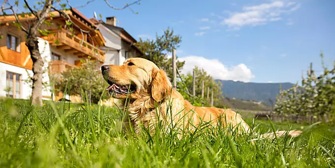 Wakacje w gospodarstwie przyjaznym psom w Południowym Tyrolu