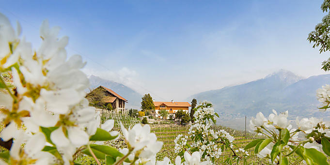 Kwitnące jabłonie w gospodarstwie w Południowym Tyrolu