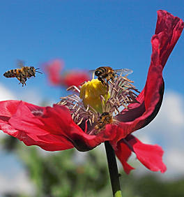 Wakacje w gospodarstwie ekologicznym w Południowym Tyrolu