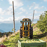 Obszar uprawy jabłek (© Leitnerhof Vöran)