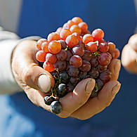 Odmiany winogron w Południowym Tyrolu