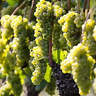 Białe odmiany winorośli w Południowym Tyrolu