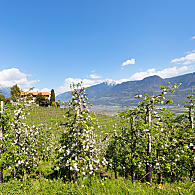 Tereny rolnicze w Południowym Tyrolu