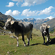 Tyrolskie bydło szare (© TV Passeier)