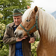 Konie rasy haflinger