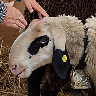 Owce rasy Villnöss, znane jako „owce okularowe”