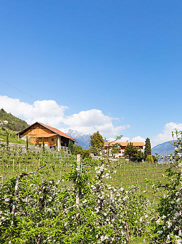 Wakacje w gospodarstwie owocowym w Południowym Tyrolu