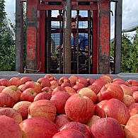 Uprawa jabłek (© Renate Anna Rubner)