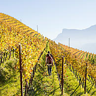 Winnice Południowego Tyrolu
