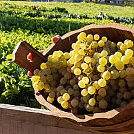 Winobranie w winnicy, degustacje w piwnicy