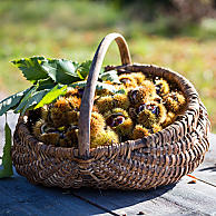 [Translate to Polish:] Südtiroler Kastanien