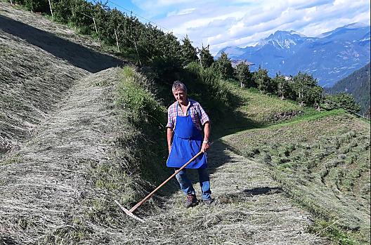 Zbieranie siana - wiele prac nadal wykonywanych jest recznie. Rolnik Sepp przy pracy.