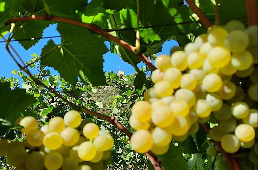 Pinot Blanc
