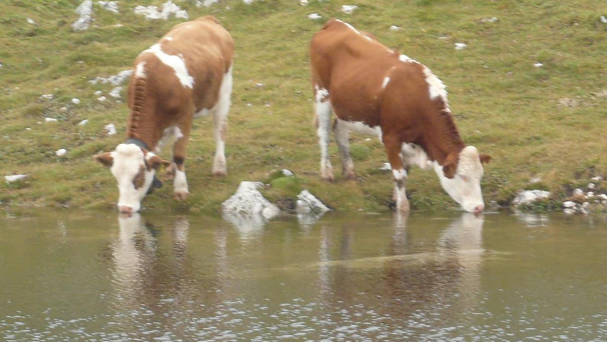 Jesienia mlode bydlo wraca ze Schlern, zbierane sa ostatnie plony i dni znów staja sie krótsze.