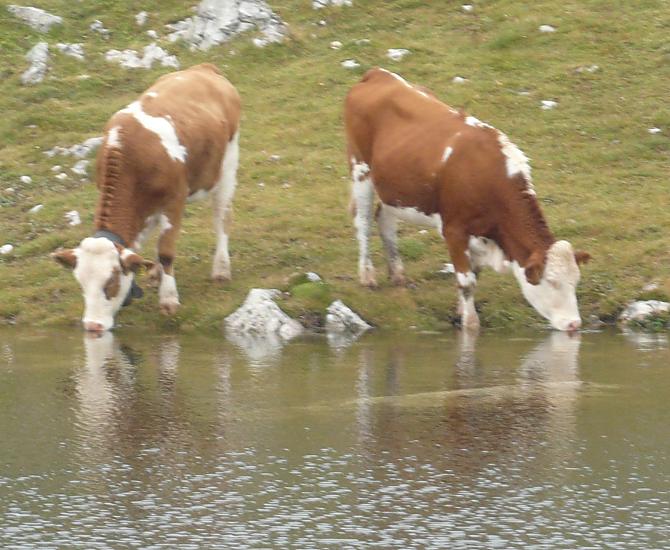 Jesienia mlode bydlo wraca ze Schlern, zbierane sa ostatnie plony i dni znów staja sie krótsze.