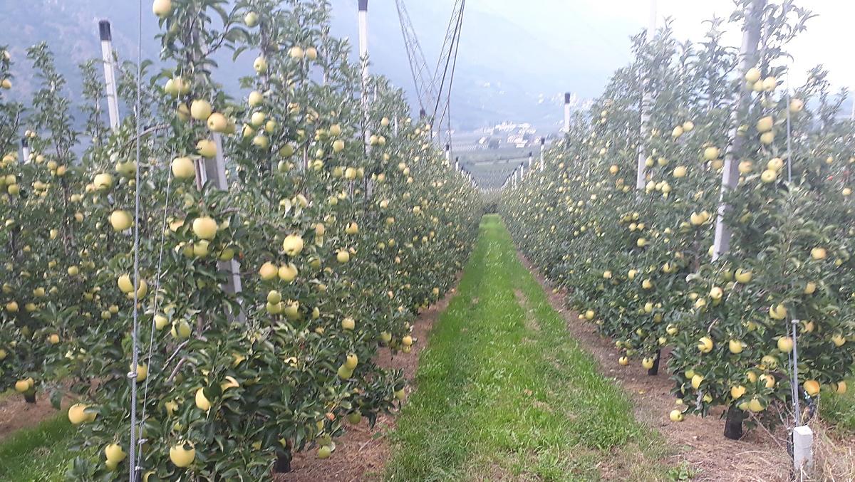 Tuz przed zbiorami odmiany Golden Delicious