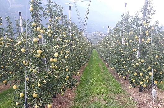 Tuz przed zbiorami odmiany Golden Delicious