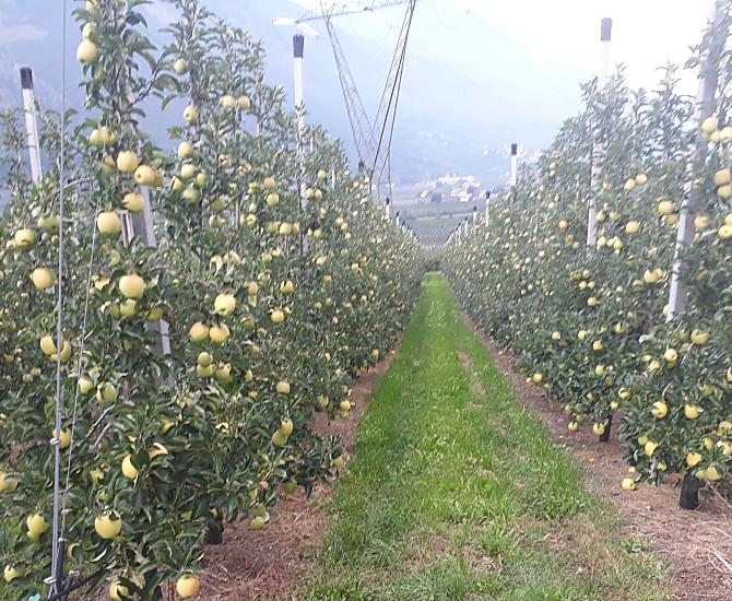 Tuz przed zbiorami odmiany Golden Delicious