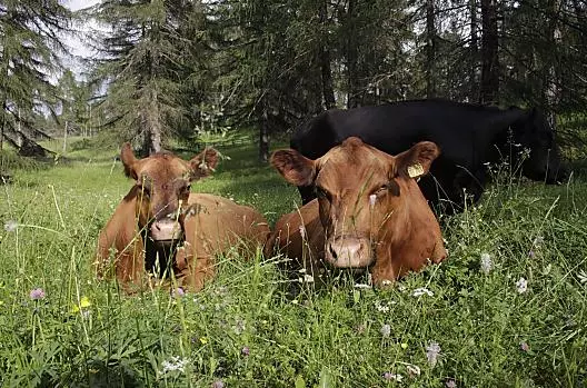 Nasze krowy na górskim pastwisku