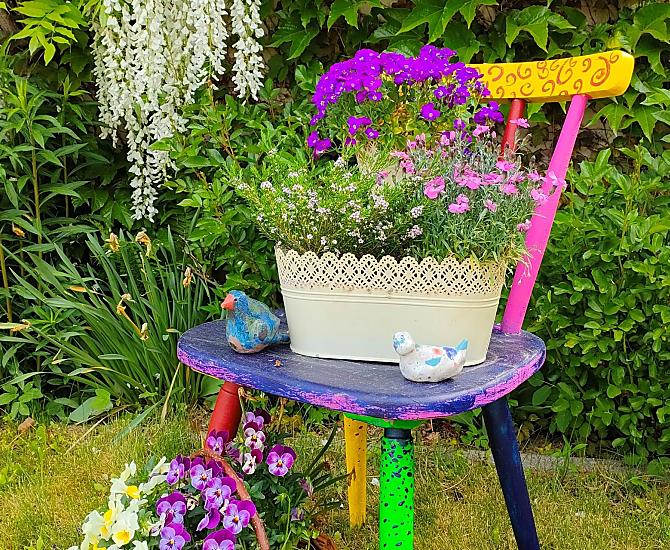 erste Frühlingblumen
