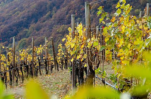 Weinhof - Lista Photo
