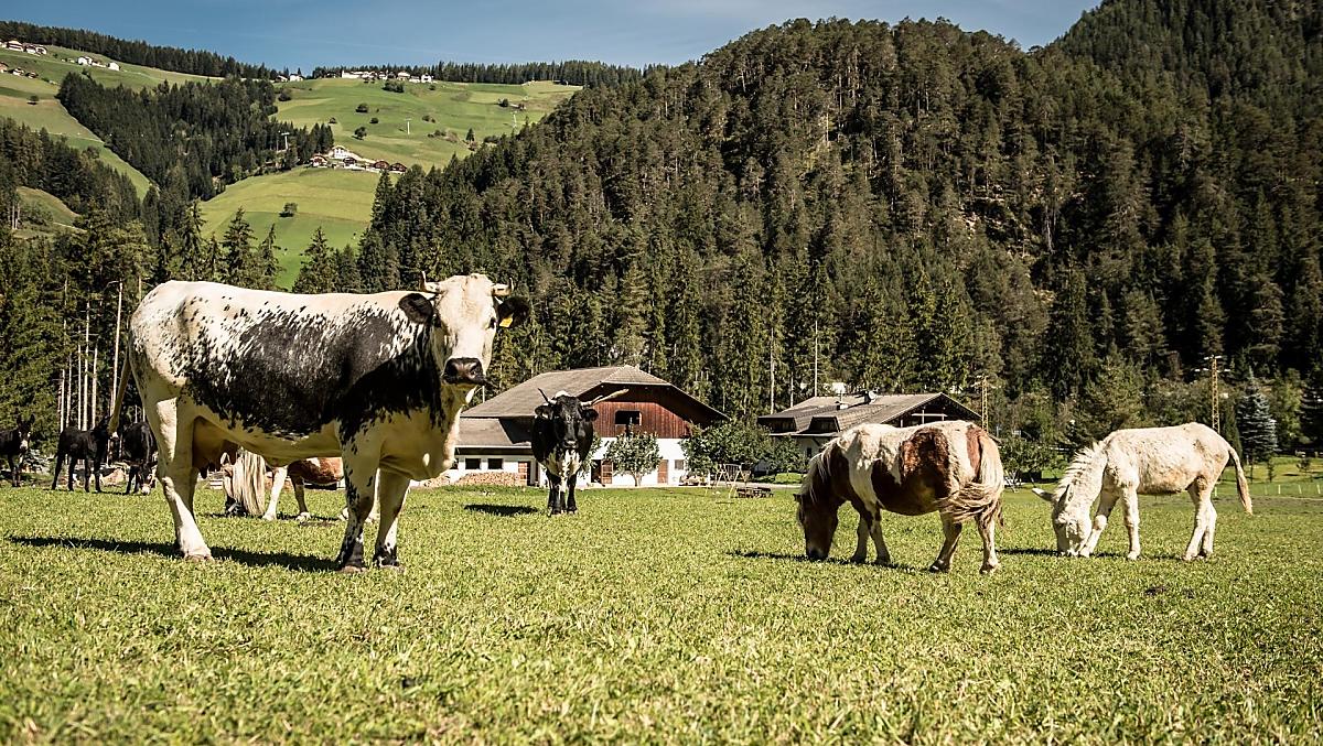 Ciasa Pradel - Galeria zdjęć Photo