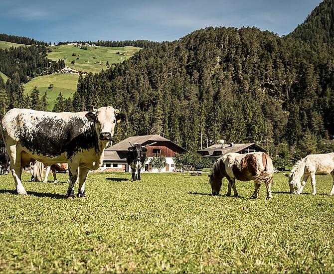 Ciasa Pradel - Galeria zdjęć Photo