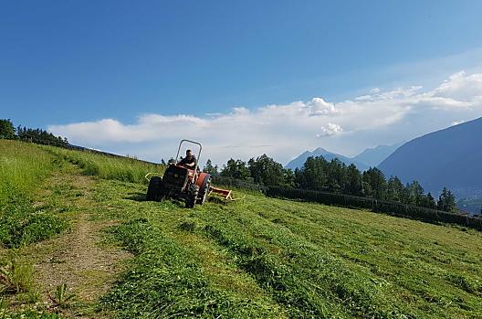 Farmer Hannes kosi na poczatku lata.