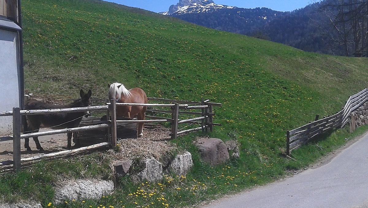 Kon i osiol Haflinger przed stodola w maju