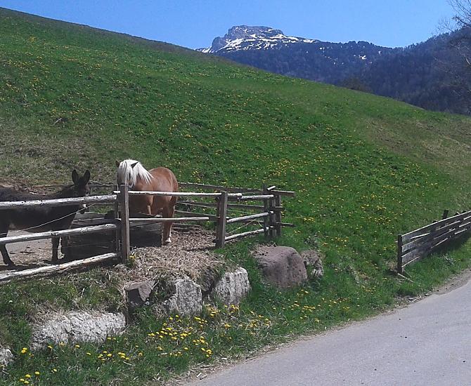 Kon i osiol Haflinger przed stodola w maju