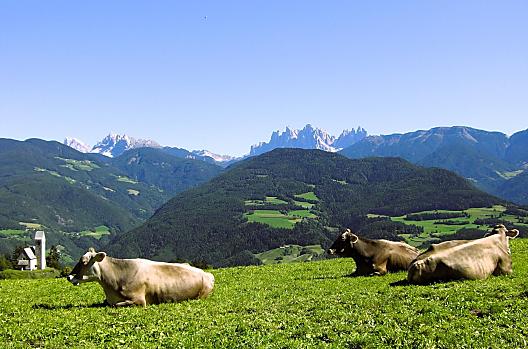 Auch unsere Braunviehkühe genießen die Traumlage unseres Bauernhofes mit herrlichem Ausblick auf die Dolomiten!