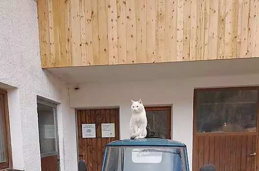 Biały kot na tropie.