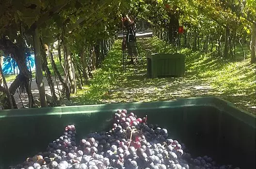 Winobranie