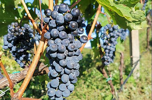 Nasze winogrona Cabernet tuz przed zbiorami