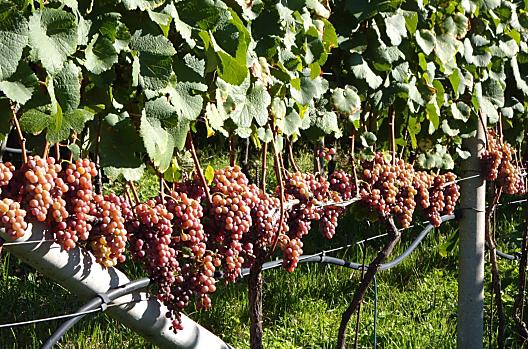 W pelni dojrzale grona Gewürztraminer, krótko przed zbiorem