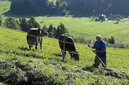 Rolnik zbierajacy siano