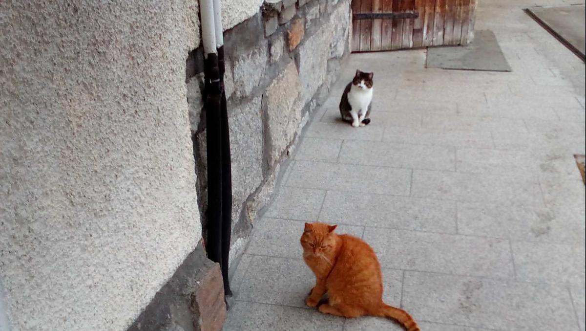 Nasze koty Ikarus i Thesbe