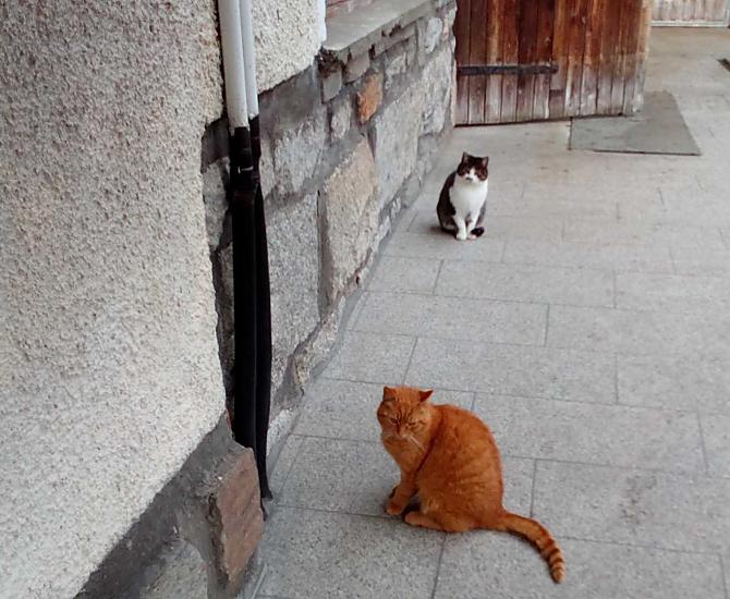 Nasze koty Ikarus i Thesbe