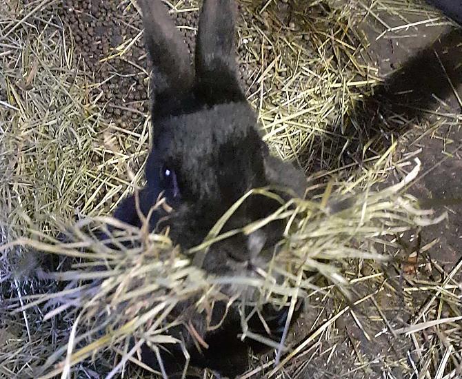 Nasze króliczki pigmejskie buduja swoje gniazdo....