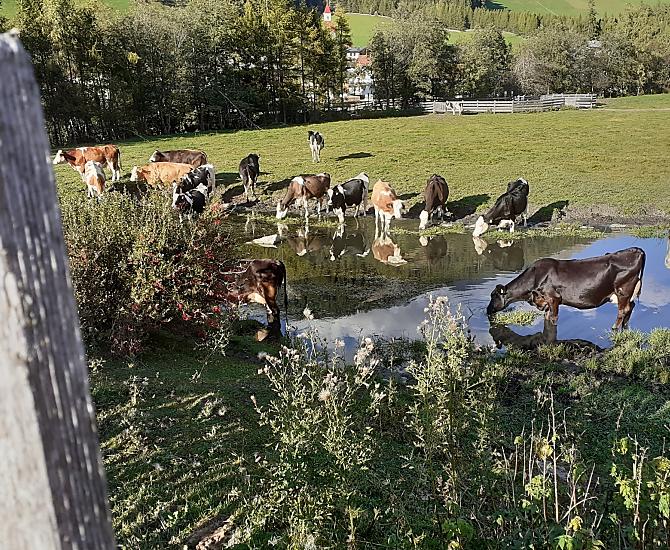 Chwila przyjemnosci na pastwisku