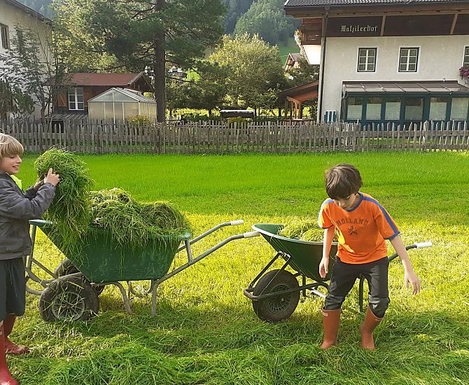Swiezy obiad dla krów