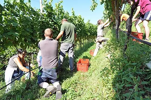 Wino zbiorowe