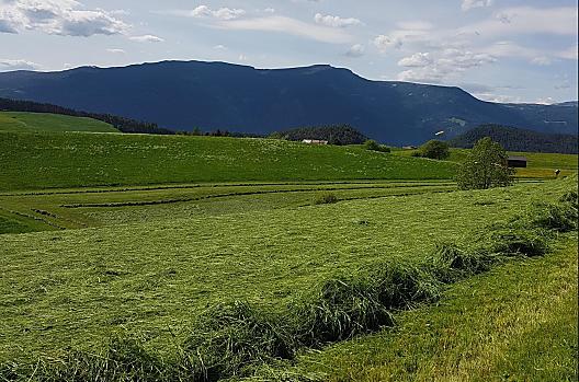 Der 1. Schnitt wird immer am Anfang des Sommers als Silo gemäht. Sobald das Futter etwas getrocknet ist, werden solche Reihen gemacht.