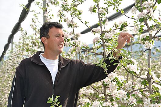 Apfelblüte