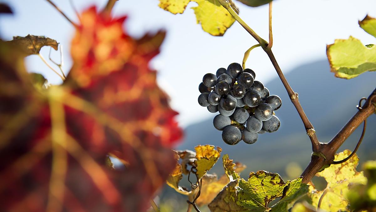Herbst