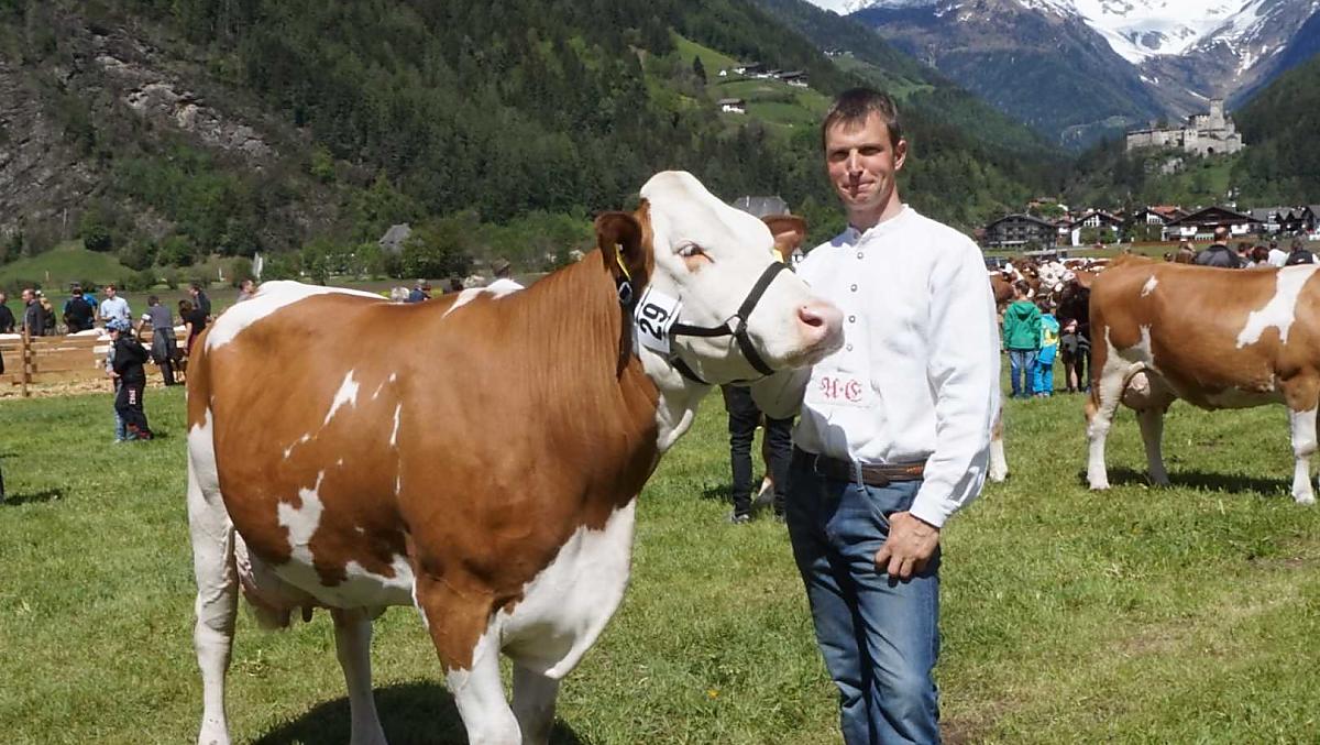 Farmer Andreas na wystawie bydla