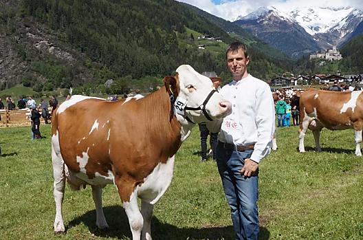 Farmer Andreas na wystawie bydla