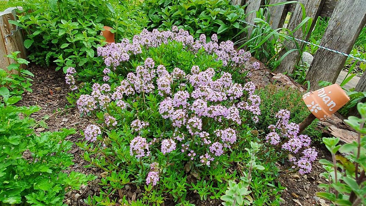 Ogródek ziolowy z tymiankiem, pietruszka, oregano i mieta pieprzowa