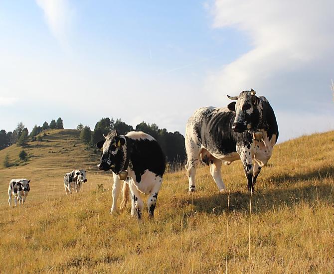 Tiscion - Galeria zdjęć Photo