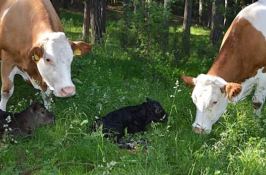 Weberhof to gospodarstwo ekologiczne, w którym hodowane jest bydlo Simmental i Wagyu na mieso i do produkcji ssaków.